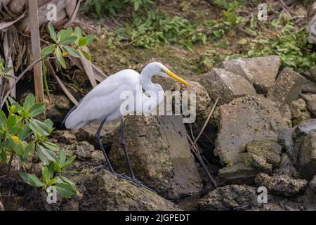 Ampio colpo di un grande Egret (ardea alba) a caccia di pesce lungo una riva del fiume. Foto Stock