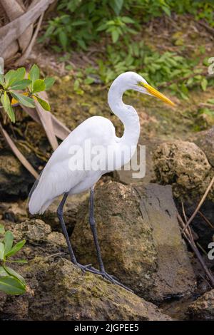 Ampio colpo di un grande Egret (ardea alba) a caccia di pesce lungo una riva del fiume. Foto Stock