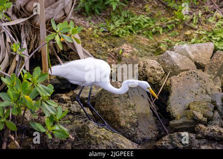 Ampio colpo di un grande Egret (ardea alba) a caccia di pesce lungo una riva del fiume. Foto Stock