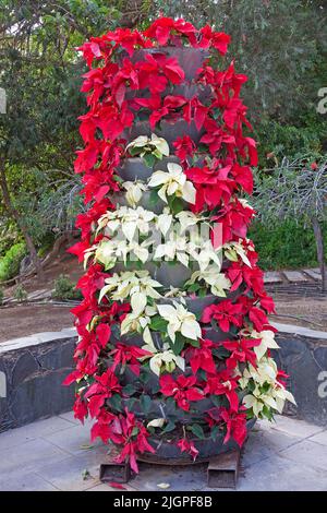 Euphorbia rossa e bianca (Euphorbia pulcherrima), Parque Doramas, Las Palmas, Grand Canary, Isole Canarie, Spagna, Europa Foto Stock