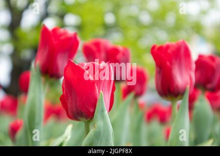 Tulipani rossi fiori con foglie verdi primo piano, primavera fiore con sfondo sfocato. Romantico prato botanico fresco Foto Stock