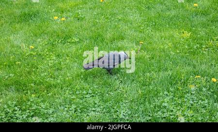 Uccello nero giovane corvo che cammina sul prato verde erba primavera. Uccelli che guardano in natura Foto Stock