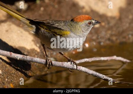Tovagliolo dalla coda verde (pipilo chlorurus), capanna lago di osservazione cieco, Deschutes National Forest, Oregon Foto Stock
