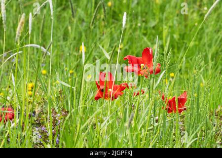 Tulipani rossi luminosi che fioriscono in erba alta e lussureggiante Foto Stock
