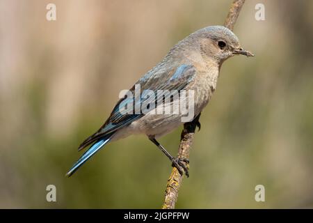 Western Bluebird (Sialia mexicana), Cabin Lake Viewing Blind, Deschutes National Forest, Oregon Foto Stock