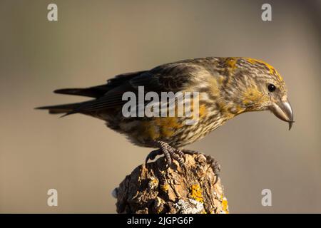 Red crossbill (Loxia curvirostra), Cabin Lake Viewing Blind, Deschutes National Forest, Oregon Foto Stock