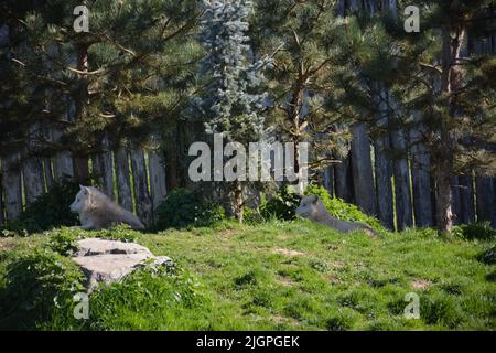 Una vista distante di due lupi artici nel parco zoo di beauval, Francia Foto Stock