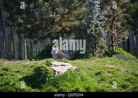 Una vista distante di due lupi artici nel parco zoo di beauval, Francia Foto Stock