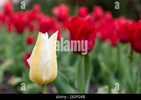 Tulipano fiore bianco su tulipani rosso prato, fiore letto primo piano, primavera fiore con sfondo sfocato. Romantico prato fogliame Foto Stock