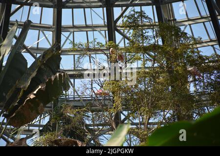 Ingrandisci la volta dallo Zoo Parc de Beauval, Francia Foto Stock