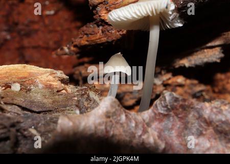 Fungo Micena nella foresta d'autunno Foto Stock