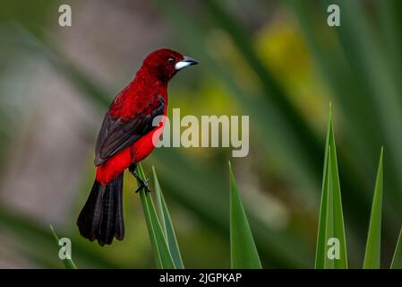 Tanager con retro di Crimson bellissimo uccello rosso Foto Stock