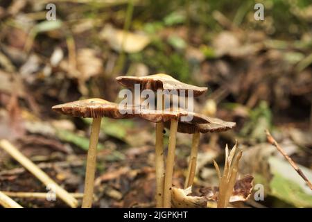 Funghi Psathyrella nella foresta estiva Foto Stock