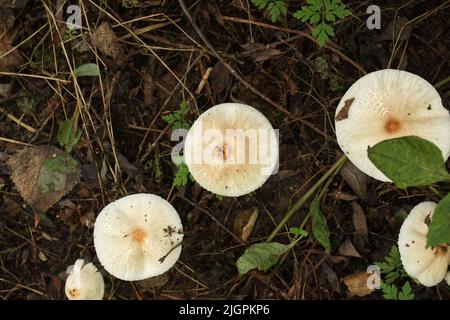 Funghi velenosi nella foresta d'autunno Foto Stock