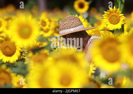 Raleigh, Carolina del Nord, Stati Uniti. 12th luglio 2022. Una donna cammina attraverso una bella zona di cinque acri di girasoli in piena fioritura nel Dorothea Dix Park a Raleigh, NC. Per il 2022, a metà maggio sono stati piantati quasi 200.000 semi di girasole Clearfield. In genere in fiore per 2 settimane, la città di RaleighÂ raccoglierà i girasoli per creare migliaia di galloni di biodiesel, che viene poi trasformato in carburante per far funzionare trattori, rimorchi e attrezzature agricole. Il campo serve anche come un enorme habitat impollinatore per api e altri insetti. (Credit Image: © Bob Karp/ZUMA Press Wire) Foto Stock