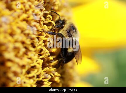 Raleigh, Carolina del Nord, Stati Uniti. 12th luglio 2022. Un'ape bumble coperta di polline si nutre di nettare in una zona di cinque acri di girasoli in piena fioritura a Dorothea Dix Park, Raleigh, NC. Per il 2022, a metà maggio sono stati piantati quasi 200.000 semi di girasole Clearfield. In genere in fiore per 2 settimane, la città di RaleighÂ raccoglierà i girasoli per creare migliaia di galloni di biodiesel, che viene poi trasformato in carburante per far funzionare trattori, rimorchi e attrezzature agricole. Il campo serve anche come un enorme habitat impollinatore per api e altri insetti. (Credit Image: © Bob Karp/ZUMA Press Wire) Foto Stock