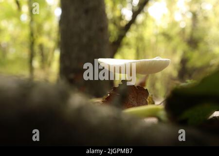 Funghi velenosi nella foresta d'autunno Foto Stock