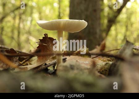 Funghi velenosi nella foresta d'autunno Foto Stock