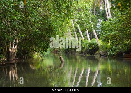 Foresta di mangrovie a Poovar, Kerala, India. Foto Stock