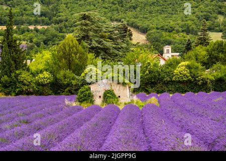 Vivido campo di lavanda viola con vecchia casa di pietra nel mezzo. Nella valle della Drome le Alpi incontrano la Provenza Foto Stock