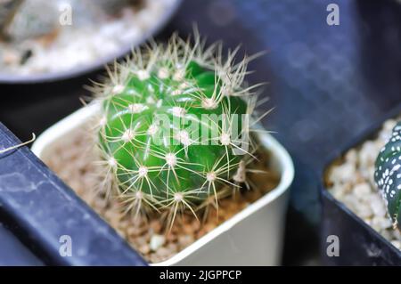 cactus , pianta di cactus nel vaso Foto Stock