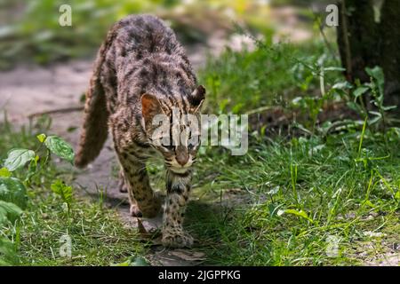 gatto leopardo bengala (Pionailurus bengalensis bengalensis) originario dell'Asia meridionale e orientale, dal Pakistan alla Cina, e probabilmente la penisola malese Foto Stock