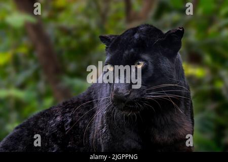 Melanistic leopard / Black Panther (Panthera pardus) nella foresta di pioggia, nativo per l'Africa subsahariana e in Asia Foto Stock