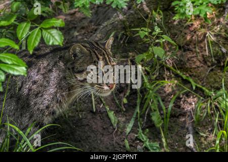 Gatto da pesca (Pionailurus viverrinus) preda di stalking, gatto selvatico di medie dimensioni / felino nativo del sud e sud-est asiatico Foto Stock