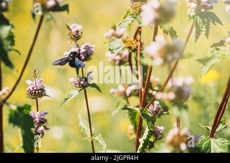 Ape nero carpentiere su fiore viola in fiore Foto Stock