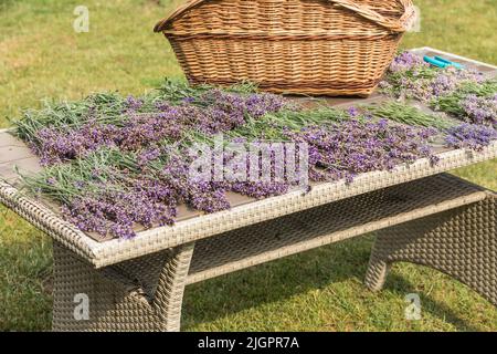Taglio lavanda - taglierine e fiori freschi su tavola di legno. Raccolta della lavanda in un piccolo giardino. Aromaterapia. Produzione di profumi. Foto Stock