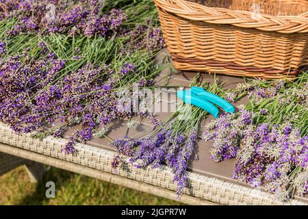 Taglio lavanda - taglierine e fiori freschi su tavola di legno. Raccolta della lavanda in un piccolo giardino. Aromaterapia. Produzione di profumi. Foto Stock