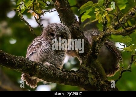 Un gufo ha deciso di giocare peek-a-boo con il fotografo. BUCKINGHAMSHIRE, REGNO UNITO. QUESTI TRE bambini di gufo potrebbero grazia la copertura del classico di Martin Waddell?s. Foto Stock