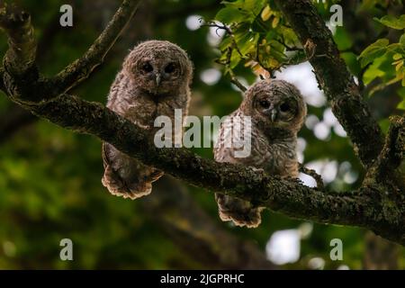I gufi nani depongono da due a tre uova nel corso di un paio di giorni, rendendo altamente probabile che questi gufi siano fratelli e sorelle. BUCKINGHAMSHIRE, REGNO UNITO. QUESTI Foto Stock