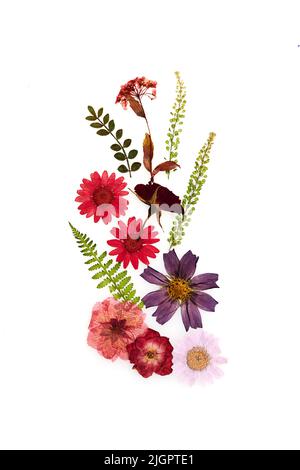 Disegno di fiori secchi pressati isolato su sfondo bianco Foto Stock