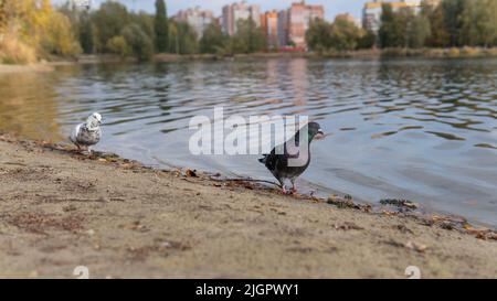 Due piccioni si erigono nell'acqua sulla riva di un lago all'interno della città. L'uccello guarda direttamente nella fotocamera. Case a più piani sullo sfondo. Paesaggio della città autunnale. Foto Stock