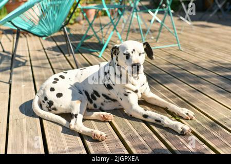 Dalmatian dorme in un ristorante su un pavimento di legno Foto Stock