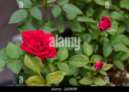 Immagine di un rosebush pitiminí che ha alcuni fiori in diverse fasi del loro sviluppo Foto Stock