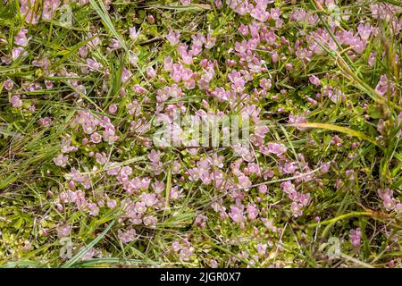 Bog Pimpernel - Anagallis tenella - in fiore a Sandwich Bay, Kent, Regno Unito Foto Stock