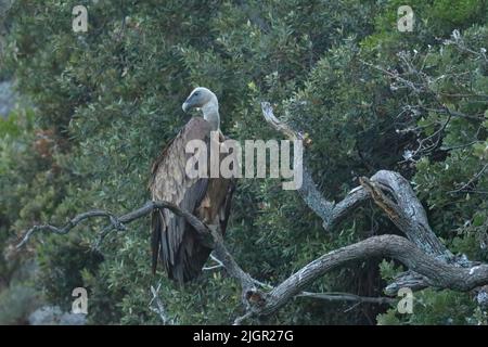 griffon avvoltoio che si snodano su un ramo Foto Stock