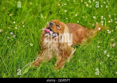 lo spianello marrone del cocker giace sull'erba verde. Foto Stock