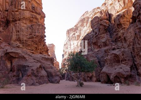 Canyon di Abu Khashaba a Wadi Rum Foto Stock