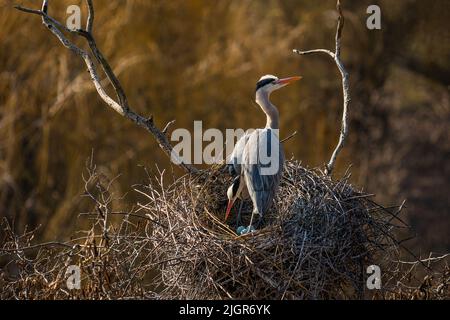 Un paio di aironi grigi con lecci d'arancia in piedi sul nido con quattro uova verdi. Zoo di Praga, Repubblica Ceca. Foto Stock