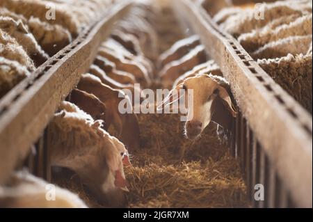 Pecora che mangia fieno in capannone. Animali domestici che alimentano a stalla. Concetto di alimentazione di bestiame bovino. Fattoria di bestiame. Fotografia di alta qualità. Foto Stock