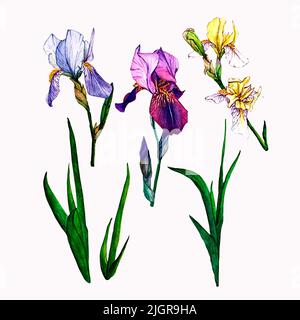 Iridi. Acquerello illustrazione botanica. Composizione di fiori viola, blu e gialli. Illustrazione isolata. Per stampa e decorazione. Foto Stock