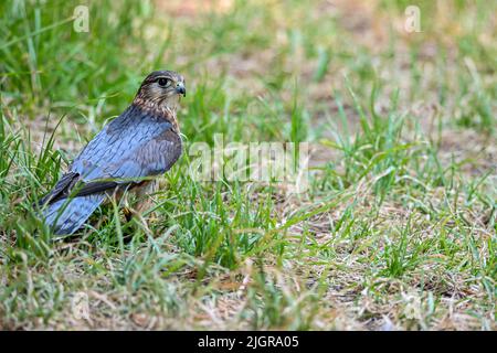 Falco columbarius o merlin è un uccello della famiglia dei Falconidi. Foto Stock