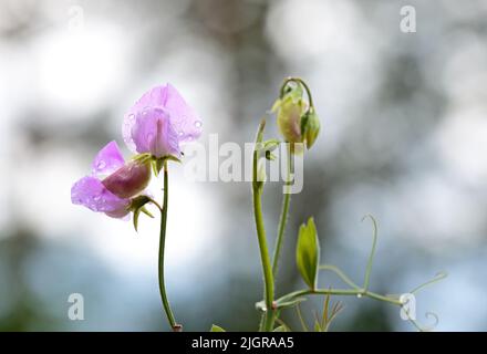 Piselli dolci fioriti con fiori rosa Foto Stock