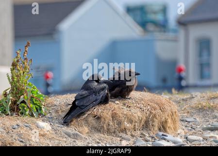 Pulcino di rook (Corvus frugilegus) si trova vicino al suo genitore in nido sulla spiaggia pubblica di ciottoli. Adattamento uccelli per vivere vicino alla gente. Giornata estiva soleggiata. Foto Stock