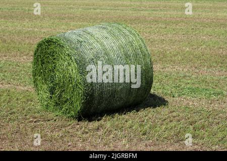 Falda il campo di erba con una balla rotonde a rete di erba prima di essere avvolto in plastica per fare insilato con uno sfondo sfocato. Foto Stock