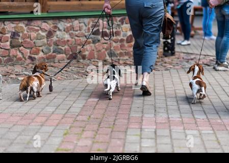 Tre mini dachshund su un guinzaglio dal retro. Foto di alta qualità Foto Stock