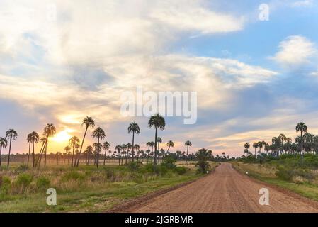 Tramonto drammatico nel Parco Nazionale di El Palmar, in Entre Rios, Argentina, un'area naturale protetta dove si trova la palma endemica di Butia yatay. Una dir Foto Stock